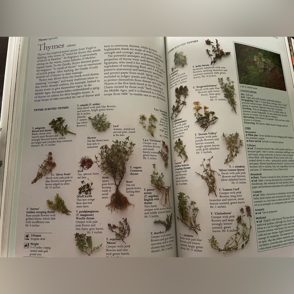 The Complete Book of Herbs (1988) - Picture 6 of 10